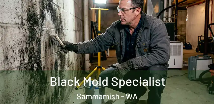 Black Mold Specialist Sammamish - WA